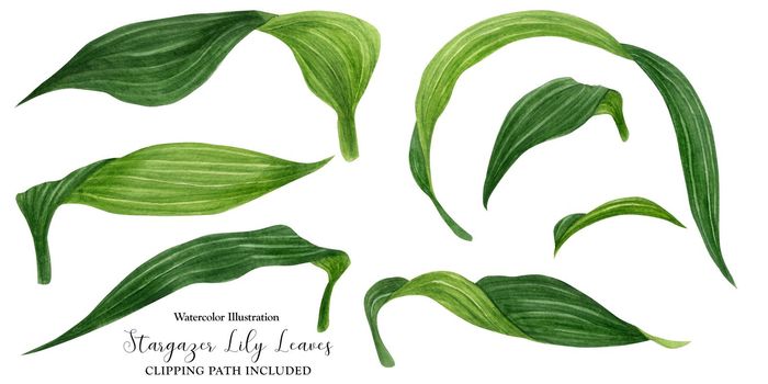 Fresh green leaves of lily, watercolor with clipping path
