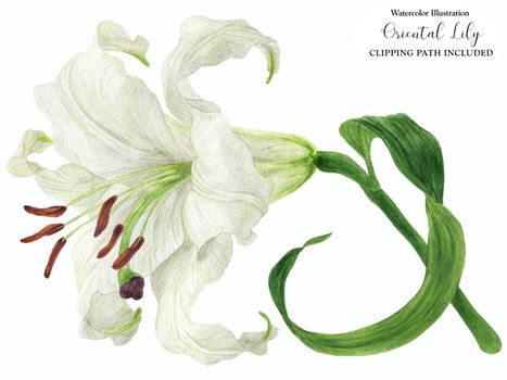 Blooming white flower of White Oriental Lily, botanical watercolor with clipping path