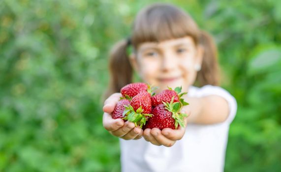 A child with strawberries in the hands. Selective focus. food.