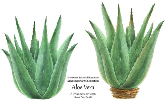 Watercolor botanical illustration in traditional style Aloe Vera Bushes. Isolated, clipping path included