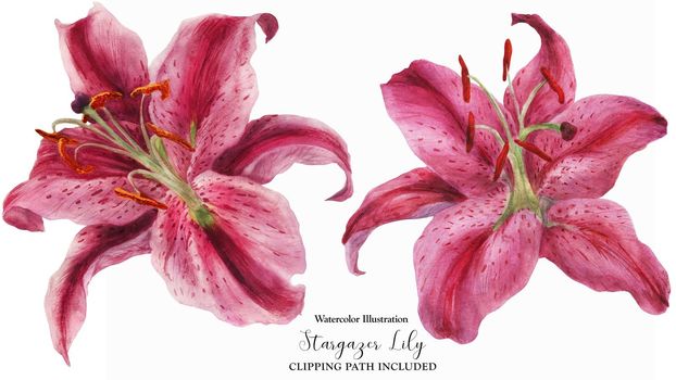 Asian Lily Stargazer, watercolor isolated flowers with clipping path