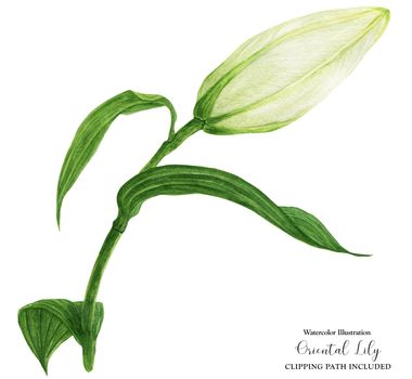 Bud of White Oriental Lily, botanical watercolor with clipping path