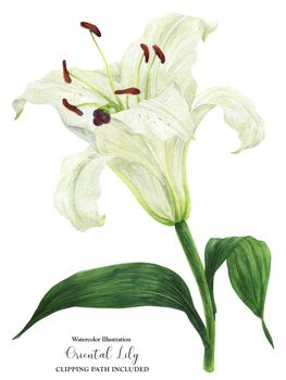 Blooming flower of White Oriental Lily, botanical watercolor with clipping path