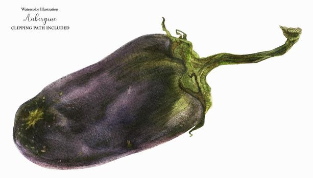 Black Eggplant, botanical realistic watrecolor art, clipping path included