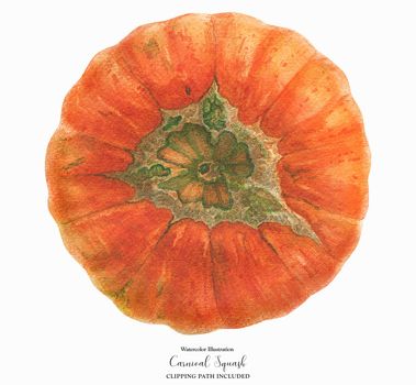 Orange Carnival Squash, botanical realistic watrecolor art, clipping path included