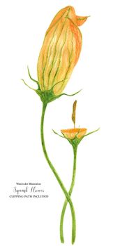 Orange Carnival Squash Flower, botanical realistic watrecolor art, clipping path included