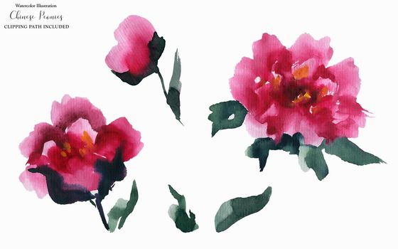 Chinese Peony Flowers, abstract watercolor art, clipping path included