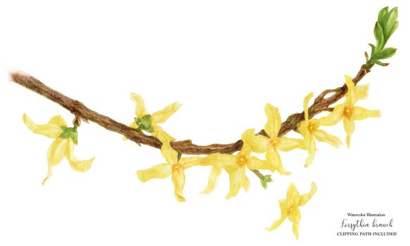 Blooming Forsythia Branch, botanical watercolor with clipping path