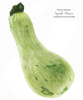Zuccini or Squash Marrow Big Fruit, botanical realistic watrecolor art with clipping path