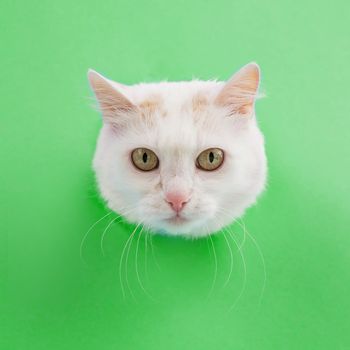 The muzzle of a white fluffy cat peeking out of a hole in a green background