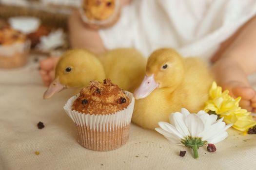 Cute fluffy ducklings on the Easter table with quail eggs and Easter cupcakes, next to a little girl. The concept of a happy Easter.