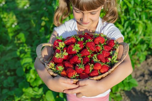 A child with strawberries in the hands. Selective focus. food.