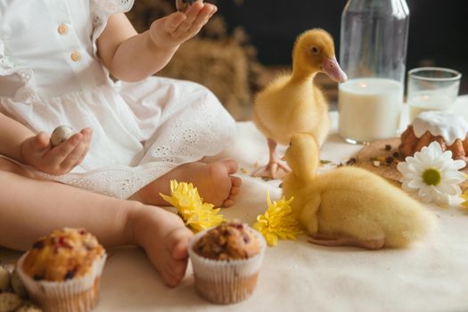 Cute fluffy ducklings on the Easter table with quail eggs and Easter cupcakes, next to a little girl. The concept of a happy Easter.