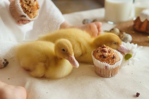 Cute fluffy ducklings on the Easter table with quail eggs and Easter cupcakes, next to a little girl. The concept of a happy Easter.