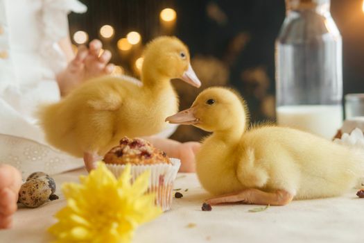 Cute fluffy ducklings on the Easter table with quail eggs and Easter cupcakes, next to a little girl. The concept of a happy Easter.