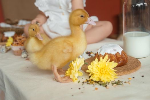 Cute fluffy ducklings on the Easter table with quail eggs and Easter cupcakes, next to a little girl. The concept of a happy Easter.