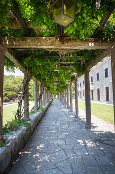 A very beautiful green corridor of weaving trees, a natural tunnel. Travel, tourism