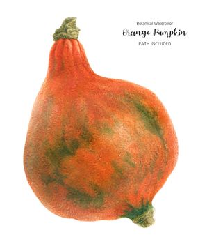 Classic Orange Pumpkin, botanical watercolor, clipping path included