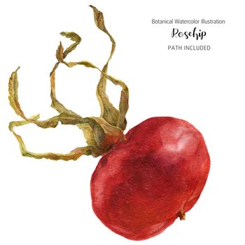 Wide Red Rosehip, botanical watercolor, clipping path included