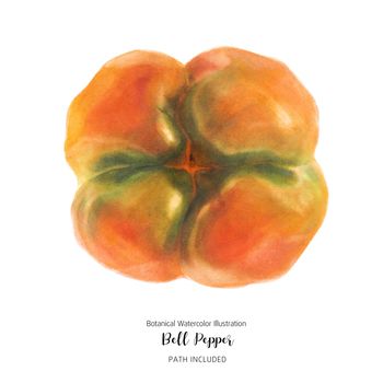 Orange Bell Pepper, isolated and path included