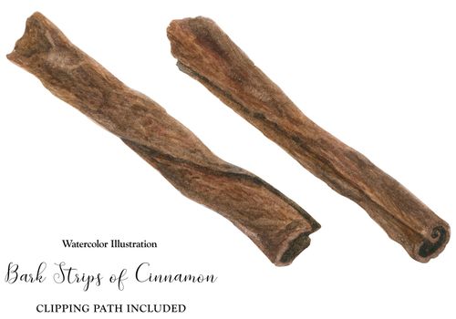 Dried bark sticks of Cinnamon, watercolor botanical illustration, isolated and clipping path