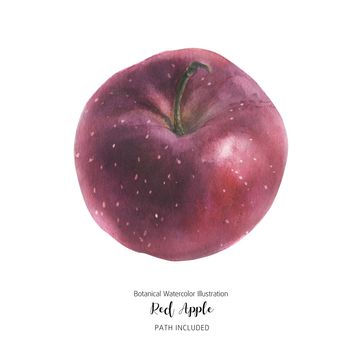 Fresh sweet red apple fruit, watercolor illustration with clipping path