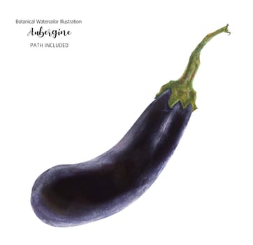 Fresh dark blue aubergine, watercolor illustration, isolated and clipping path