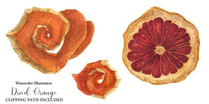 Dried peel and slice of red orange, watercolor botanical illustration, isolated and clipping path