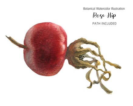 Red Rose hip, botanical watercolor, clipping path included