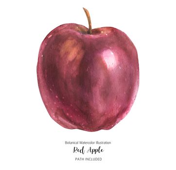 One red apple fruit, watercolor illustration with clipping path