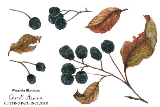 Aronia branches for Christmas ornament. Dried berries and leaves, watercolor botanical illustration, isolated and clipping path