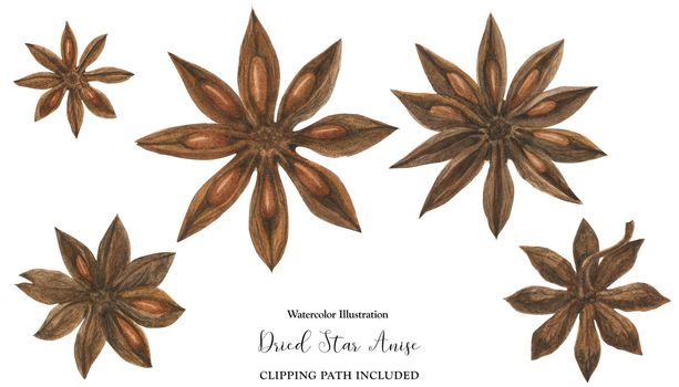 Dried Star Anise flowers, watercolor botanical illustration, isolated and clipping path