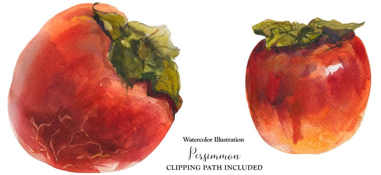 Winter red persimmon fruits on a white background, watercolor with clipping path