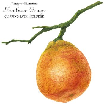 Small mandarin orange on the branch, watercolor illustration with clipping path