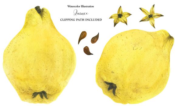 Two fresh yellow quince fruits, watercolor illustration with clipping path