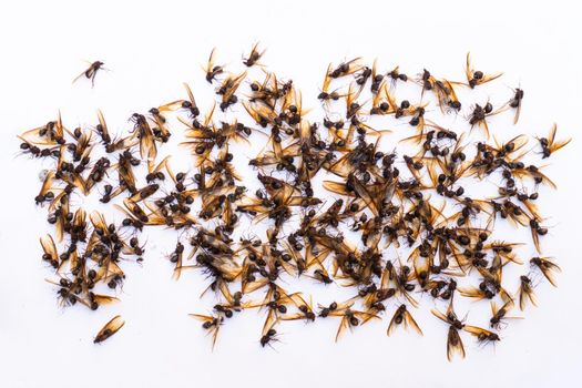 Group of dead leaf cutter ants