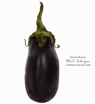 Black Eggplant, botanical realistic watrecolor art with clipping path