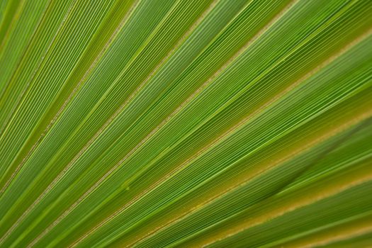 Green palm leaves, natural background.