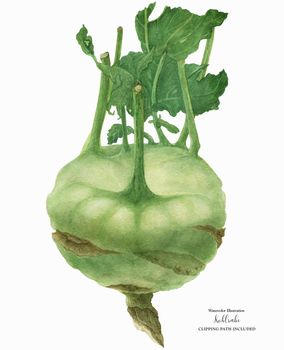 Botanical illustration Green Kohlrabi, watercolor with clipping path