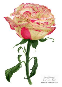 Fresh two-tone creamy coral rose, botanical realistic watrecolor art, clipping path included