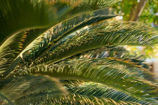 Green palm leaves, natural background.