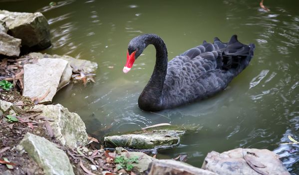 One beautiful black Swan swims on the surface of the lake near the rocky shore