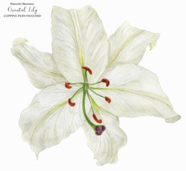 Flower of White Oriental Lily, botanical watercolor with clipping path