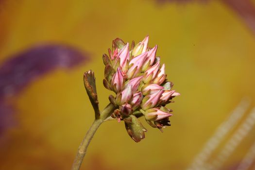 Wild rock flower blossom close up sedum spurium family crassulaceae modern botanical big size prints high quality floral macro