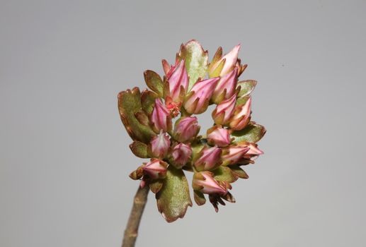 Wild rock flower blossom close up sedum spurium family crassulaceae modern botanical big size prints high quality floral macro