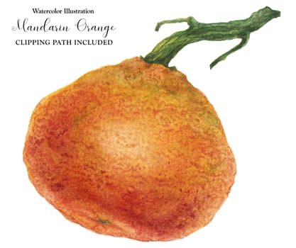 Fresh big mandarin orange on the branch, watercolor illustration with clipping path