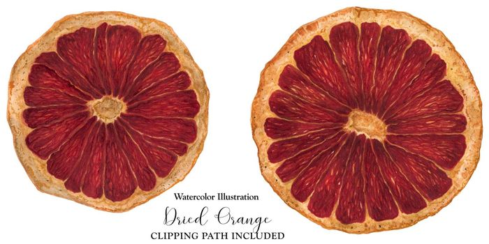 Dried slices of orange, watercolor botanical illustration, isolated and clipping path