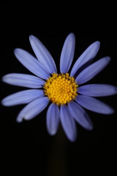 Blue star flower blossom macro felicia amelloides family compositae modern botanical background big size high quality print home decor