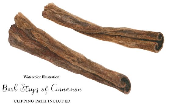 Dried bark sticks of Cinnamon, watercolor illustration, isolated and clipping path