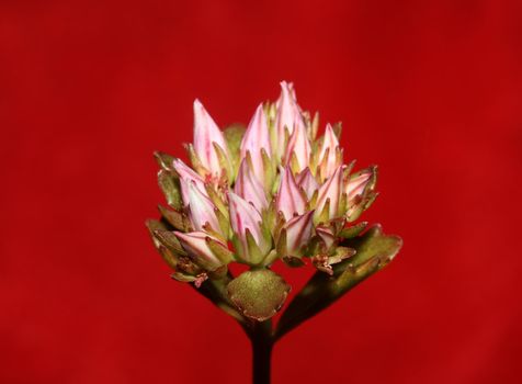 Wild rock flower blossom close up sedum spurium family crassulaceae modern botanical big size prints high quality floral macro